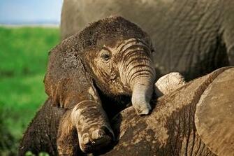 Elephant Computer Wallpaper Desktop Background Id