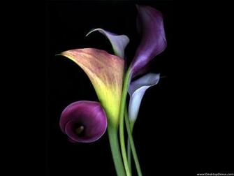 Desktop Wallpaper Flowers Background Lovely Calla Lily