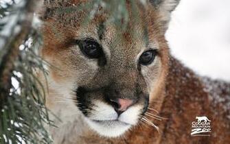 The Cougar Wallpaper HD