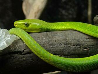 Eastern Green Mamba HD Wallpaper Background Image