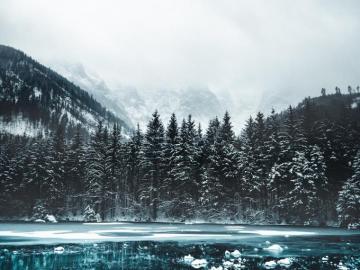 30k Snow Forest Pictures Image