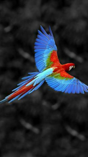 Animal Samsung Galaxy S5 Wallpaper