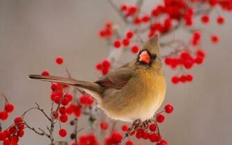 Bird Wallpaper Photo And All Rowan Pictures