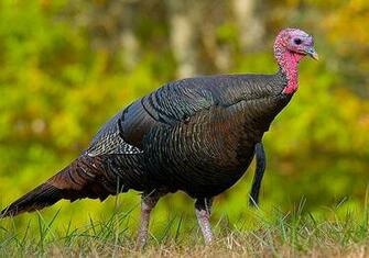 File Wild Turkey Eastern Us Jpg Wikipedia The Encyclopedia