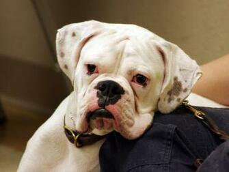 Cute Boxer Dog Funny Wallpaper Dogs White