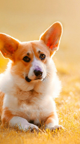 Corgi Wallpaper