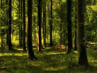 Enchanted Forest Wallpaper