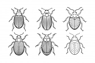 Carpet Beetle Dermestidae Design Labeled Line Art Vector Illustration Wallpaper