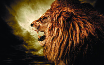 Top 4k Desktop Wallpaper Lion You Can Save It