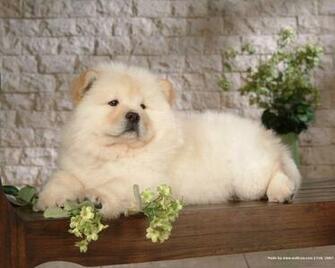 Dogs Image Chow Wallpaper HD And Background Photos