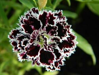 Photo Of The Bloom Cottage Pink Dianthus Plumarius Velvet N