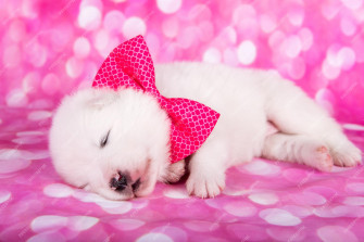 Cute Pink Puppies Wallpaper