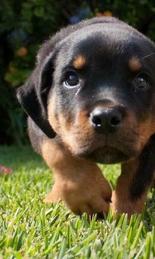 Rottweiler Wallpaper