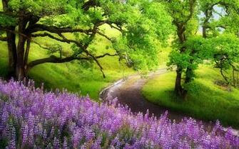 Landscape Purple Flowers Trees Wallpaper Desktop HD Jpg