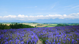 Lavender Desktop Wallpaper