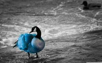 Blue Goose Bird Photography Wallpaper Computer