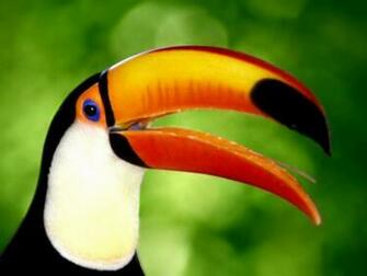 Wallpaper Tropical Bird