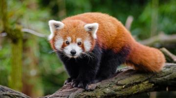 Five Great Animals With Even Better Scientific Names Cool Green