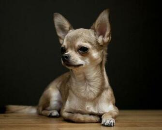 Chihuahua Dog HD Wallpaper Background IwallHD