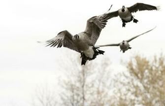 HD Wallpaper Duck Hunting X Kb Jpeg