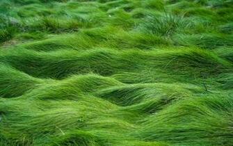 Green Nature Desktop Wallpaper HD Background Of Your