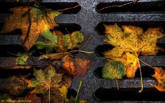 Fall Leaves Wallpaper