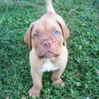 Pin French Mastiff Wallpaper