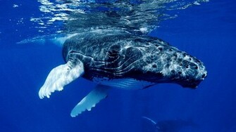 Animal Whale Wallpaper