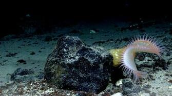 Venus Flytrap Sea Anemone Wallpaper