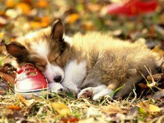 Desktop Wallpaper Background Dog For