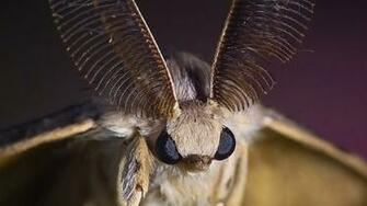 Moth HD Wallpaper Background Image Id