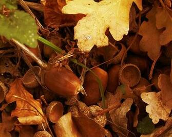 Wallpaper Photowallpaper Autumn Thumbnails Return Size