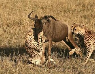 Best Jungle Life Animals Hunting Pics Wallpaper