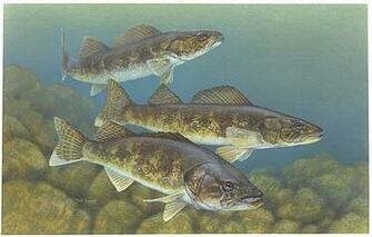 Walleye Wallpaper