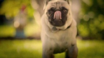 Pug Wallpaper Of Dog I Don T