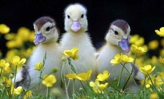 Almost Springtime Walkinonsunshine S