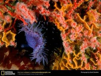 Sea Anemone