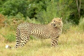 Archive Desktop Fun African Safari Wallpaper Collection