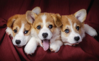 HD Cute Puppy Background Wallpaper