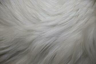 White Fur Texture High Resolution Photo Dimensions