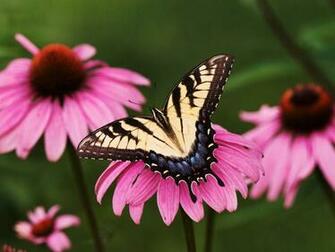 Beautiful Butterflies Wallpaper Hottest Pictures
