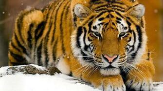 Bengal Tiger Wallpaper