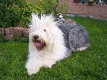 Shaggy Dog Breed Bobtail Wallpaper And Image