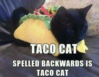 Taco Bell Proposal Fail Cat Roulette Web Gets Posted On The Mario