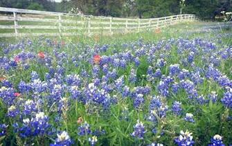 Texas Bluebonnets Wallpaper Pictures Picc