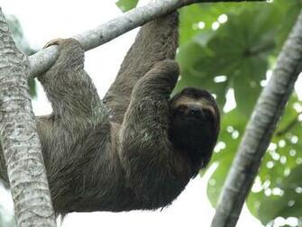 Sloth Meme Wallpaper For Background