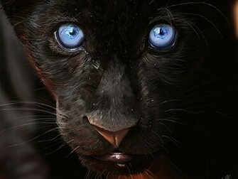 Animal Black Panther Wallpaper