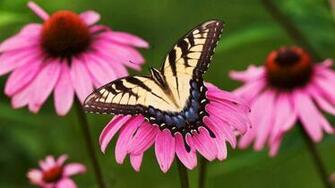 Pink Butterfly Wallpaper Border Paint
