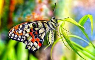 Animal HD Wallpaper Background Image