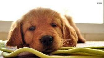 Golden Retriever Puppies Wallpaper HD Cool